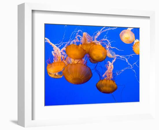 Sea Nettles, Monterey Bay Aquarium Display, Monterey, California, USA-Stuart Westmoreland-Framed Photographic Print