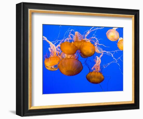 Sea Nettles, Monterey Bay Aquarium Display, Monterey, California, USA-Stuart Westmoreland-Framed Photographic Print