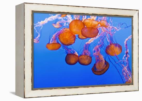 Sea Nettles, Monterey, California, Usa-Russ Bishop-Framed Premier Image Canvas