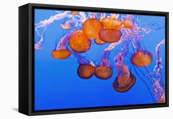 Sea Nettles, Monterey, California, Usa-Russ Bishop-Framed Premier Image Canvas