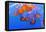Sea Nettles, Monterey, California, Usa-Russ Bishop-Framed Premier Image Canvas