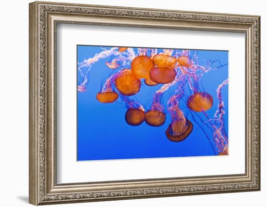 Sea Nettles, Monterey, California, Usa-Russ Bishop-Framed Photographic Print