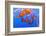 Sea Nettles, Monterey, California, Usa-Russ Bishop-Framed Photographic Print