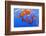 Sea Nettles, Monterey, California, Usa-Russ Bishop-Framed Photographic Print