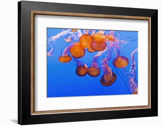 Sea Nettles, Monterey, California, Usa-Russ Bishop-Framed Photographic Print