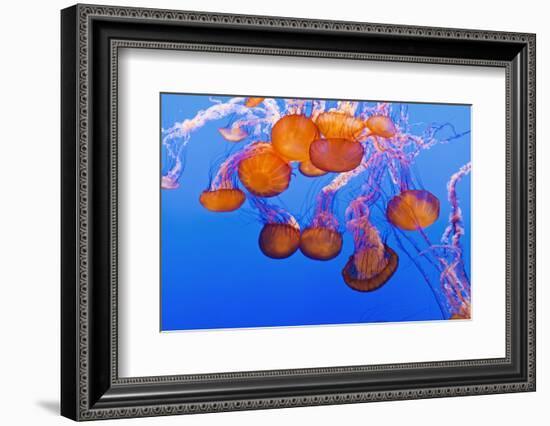 Sea Nettles, Monterey, California, Usa-Russ Bishop-Framed Photographic Print