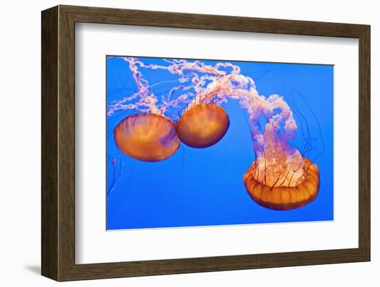 Sea Nettles, Monterey, California, Usa-Russ Bishop-Framed Photographic Print