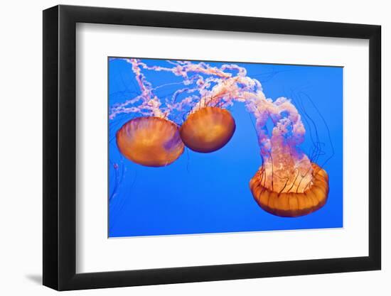 Sea Nettles, Monterey, California, Usa-Russ Bishop-Framed Photographic Print