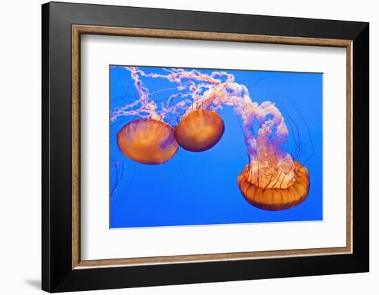 Sea Nettles, Monterey, California, Usa-Russ Bishop-Framed Photographic Print