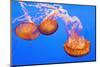 Sea Nettles, Monterey, California, Usa-Russ Bishop-Mounted Photographic Print