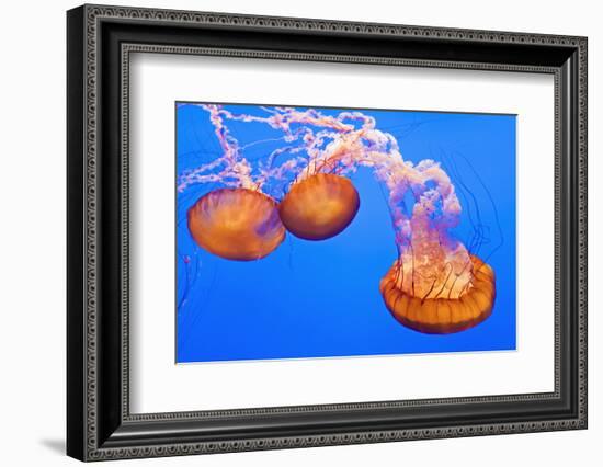 Sea Nettles, Monterey, California, Usa-Russ Bishop-Framed Photographic Print