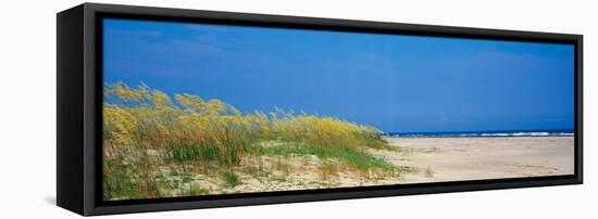 Sea Oat Grass on the Beach, Charleston, South Carolina, USA-null-Framed Stretched Canvas