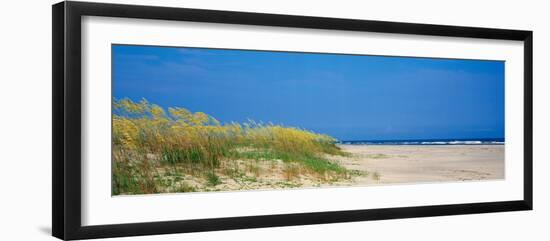 Sea Oat Grass on the Beach, Charleston, South Carolina, USA-null-Framed Photographic Print