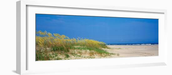 Sea Oat Grass on the Beach, Charleston, South Carolina, USA-null-Framed Photographic Print