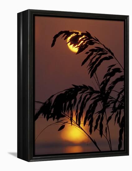 Sea Oats at Sunrise, Tybee Island, Georgia, USA-Joanne Wells-Framed Premier Image Canvas