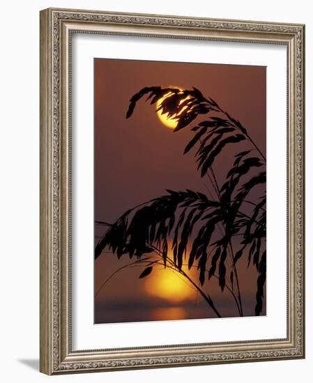 Sea Oats at Sunrise, Tybee Island, Georgia, USA-Joanne Wells-Framed Photographic Print