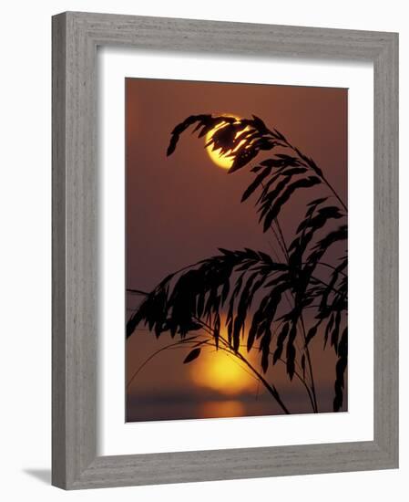 Sea Oats at Sunrise, Tybee Island, Georgia, USA-Joanne Wells-Framed Photographic Print