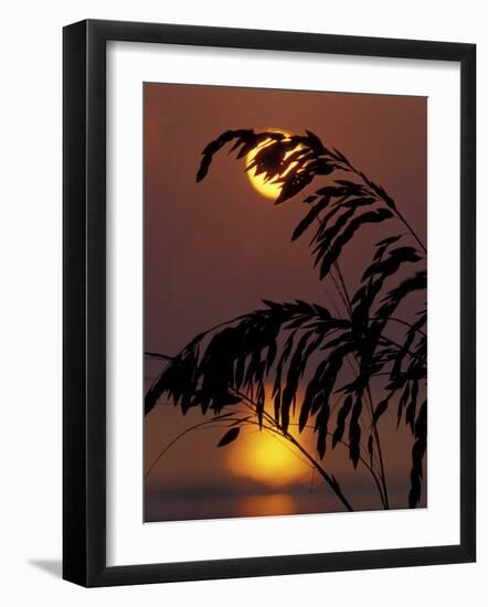 Sea Oats at Sunrise, Tybee Island, Georgia, USA-Joanne Wells-Framed Photographic Print