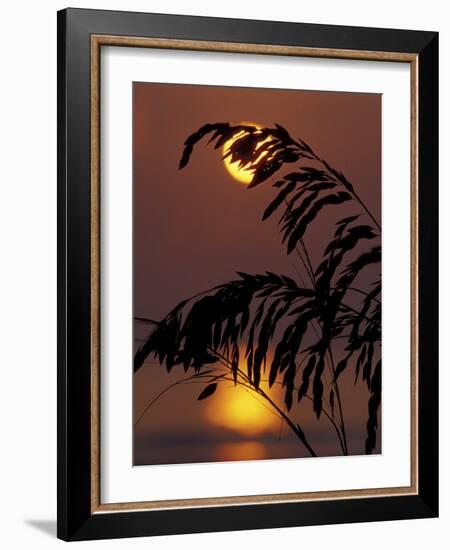 Sea Oats at Sunrise, Tybee Island, Georgia, USA-Joanne Wells-Framed Photographic Print