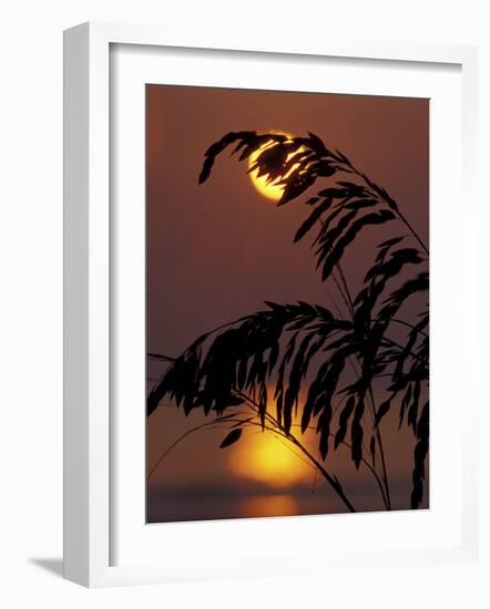 Sea Oats at Sunrise, Tybee Island, Georgia, USA-Joanne Wells-Framed Photographic Print