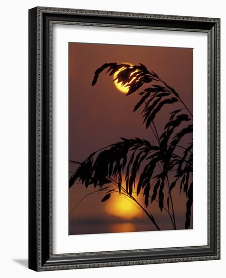 Sea Oats at Sunrise, Tybee Island, Georgia, USA-Joanne Wells-Framed Photographic Print