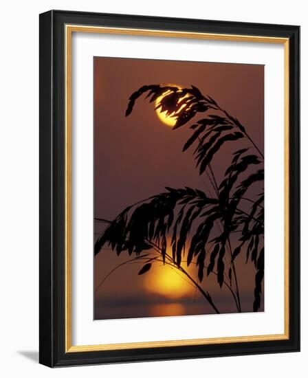 Sea Oats at Sunrise, Tybee Island, Georgia, USA-Joanne Wells-Framed Photographic Print