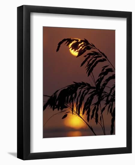 Sea Oats at Sunrise, Tybee Island, Georgia, USA-Joanne Wells-Framed Photographic Print