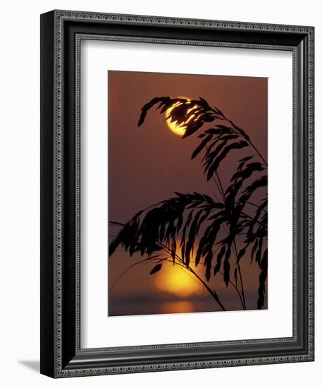 Sea Oats at Sunrise, Tybee Island, Georgia, USA-Joanne Wells-Framed Photographic Print