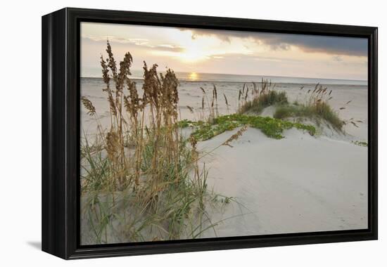 Sea Oats on Gulf of Mexico at South Padre Island, Texas, USA-Larry Ditto-Framed Premier Image Canvas