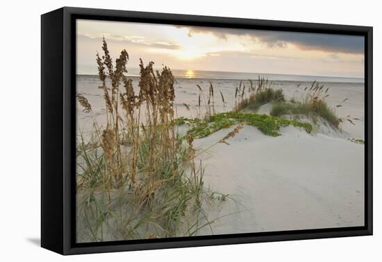 Sea Oats on Gulf of Mexico at South Padre Island, Texas, USA-Larry Ditto-Framed Premier Image Canvas