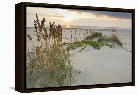 Sea Oats on Gulf of Mexico at South Padre Island, Texas, USA-Larry Ditto-Framed Premier Image Canvas