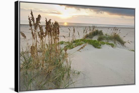 Sea Oats on Gulf of Mexico at South Padre Island, Texas, USA-Larry Ditto-Framed Premier Image Canvas