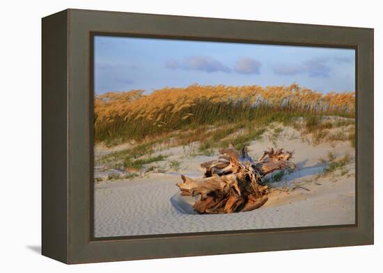 Sea oats on Tybee Island, Georgia, USA-Joanne Wells-Framed Premier Image Canvas