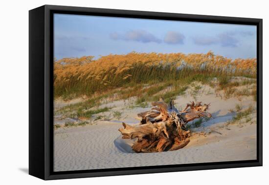 Sea oats on Tybee Island, Georgia, USA-Joanne Wells-Framed Premier Image Canvas