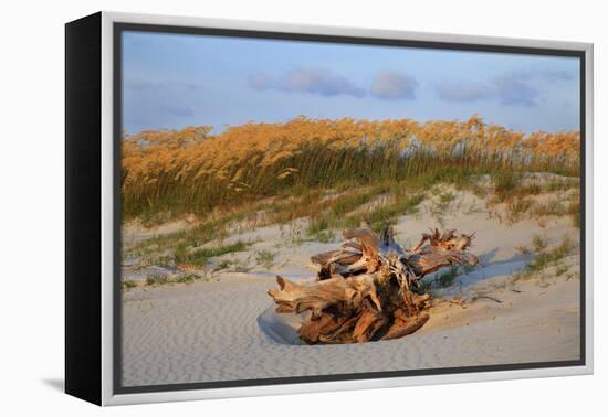 Sea oats on Tybee Island, Georgia, USA-Joanne Wells-Framed Premier Image Canvas