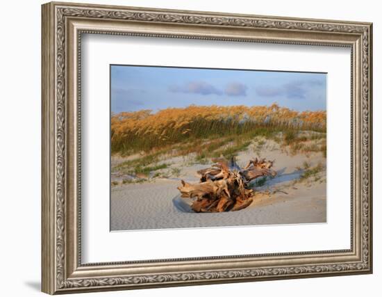 Sea oats on Tybee Island, Georgia, USA-Joanne Wells-Framed Photographic Print