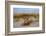 Sea oats on Tybee Island, Georgia, USA-Joanne Wells-Framed Photographic Print