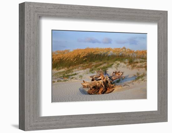 Sea oats on Tybee Island, Georgia, USA-Joanne Wells-Framed Photographic Print