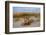 Sea oats on Tybee Island, Georgia, USA-Joanne Wells-Framed Photographic Print