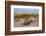 Sea oats on Tybee Island, Georgia, USA-Joanne Wells-Framed Photographic Print