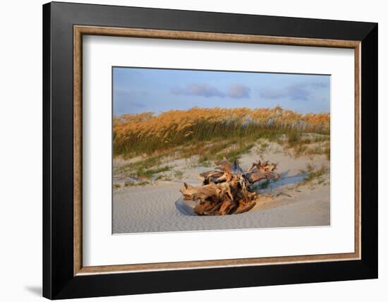 Sea oats on Tybee Island, Georgia, USA-Joanne Wells-Framed Photographic Print