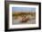 Sea oats on Tybee Island, Georgia, USA-Joanne Wells-Framed Photographic Print