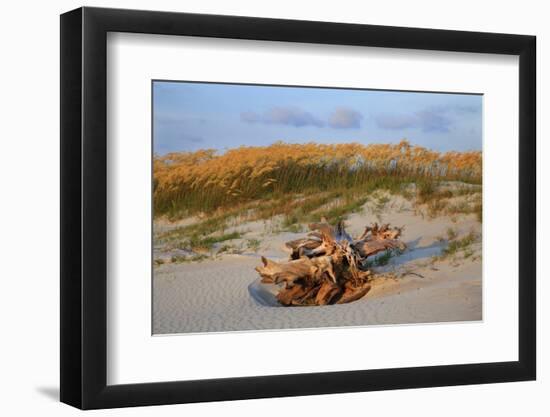 Sea oats on Tybee Island, Georgia, USA-Joanne Wells-Framed Photographic Print