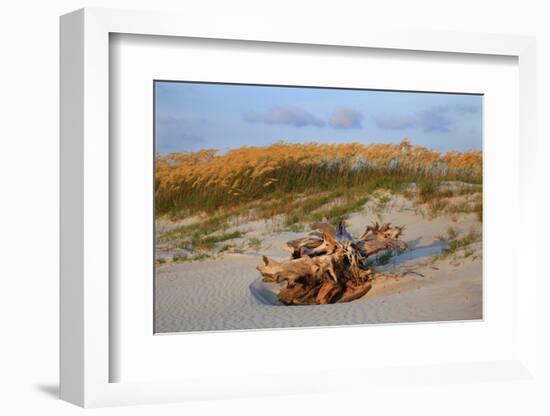 Sea oats on Tybee Island, Georgia, USA-Joanne Wells-Framed Photographic Print