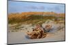 Sea oats on Tybee Island, Georgia, USA-Joanne Wells-Mounted Photographic Print