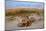 Sea oats on Tybee Island, Georgia, USA-Joanne Wells-Mounted Photographic Print