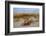 Sea oats on Tybee Island, Georgia, USA-Joanne Wells-Framed Photographic Print