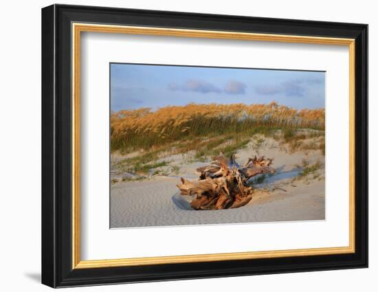 Sea oats on Tybee Island, Georgia, USA-Joanne Wells-Framed Photographic Print