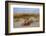 Sea oats on Tybee Island, Georgia, USA-Joanne Wells-Framed Photographic Print