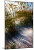 Sea Oats & Shadow I-Alan Hausenflock-Mounted Photo